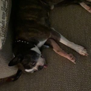 Meet your Posher, Lily